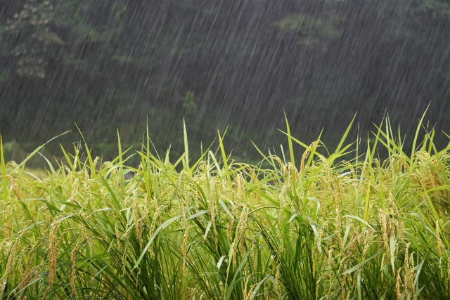 【画像】台風で農家が田んぼの様子を見に行って流される理由、完全にこれだったｗｗｗｗｗｗｗｗ