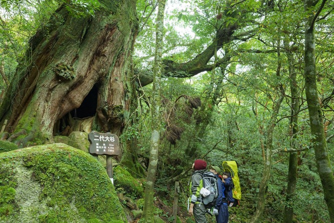 【悲報】日本の宝、屋久島の樹齢３０００年「弥生杉」が逝く