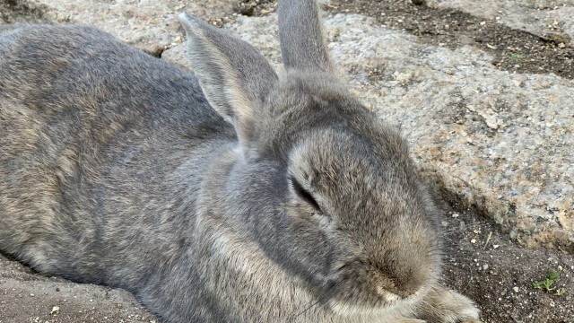 【動画】うさ耳ついてる女の接触事故、ヤバいｗｗｗｗｗｗｗｗｗｗｗ