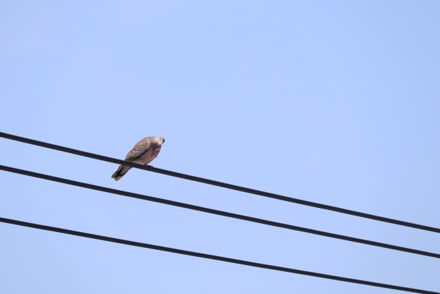 鳥が電線で感電死しない理由ｗｗｗｗｗｗｗｗ