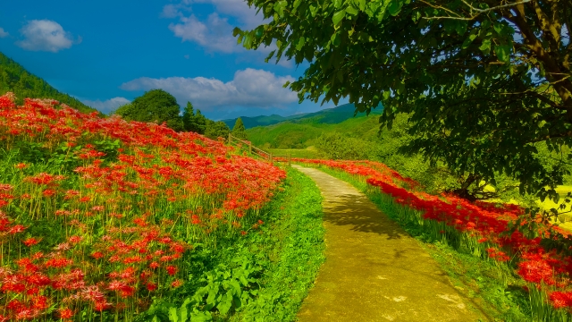 【画像】いい天気だから曼珠沙華見に行ったった