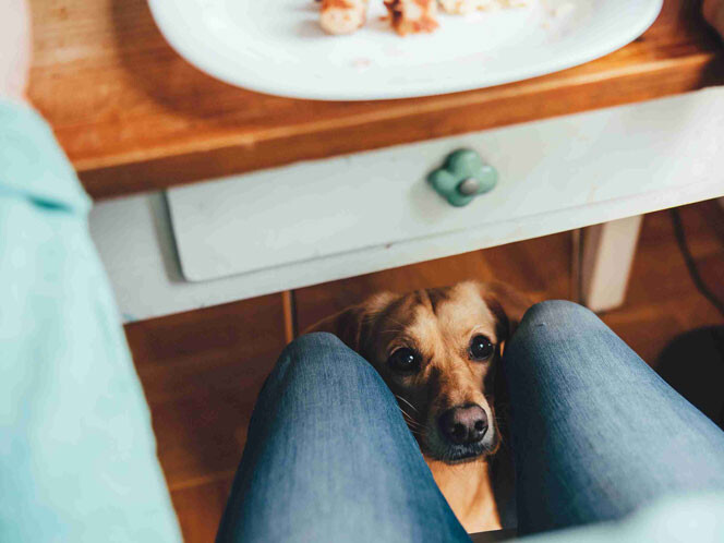 【悲報】ワイ家のバカ犬、ニンニクスープを完飲