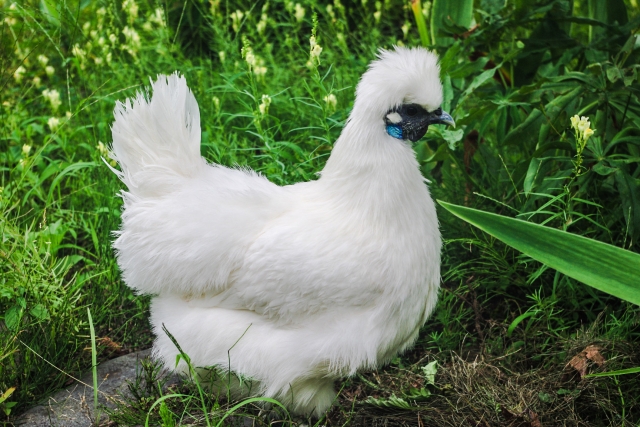 【画像】自宅で烏骨鶏を飼った結果ｗｗｗｗｗｗｗｗｗ