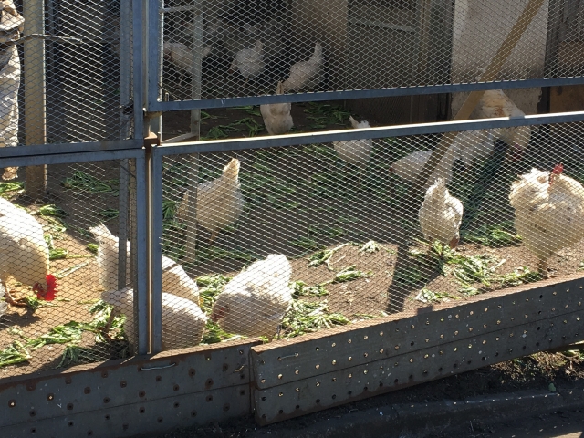 養鶏所勤務ワイ、試食のために上司が鶏を捌くも首がないまま走り続けて用水路にダイブする