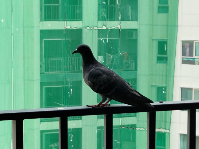 帰宅したら鳩の卵あったんやがｗｗｗｗｗｗ ※画像あり