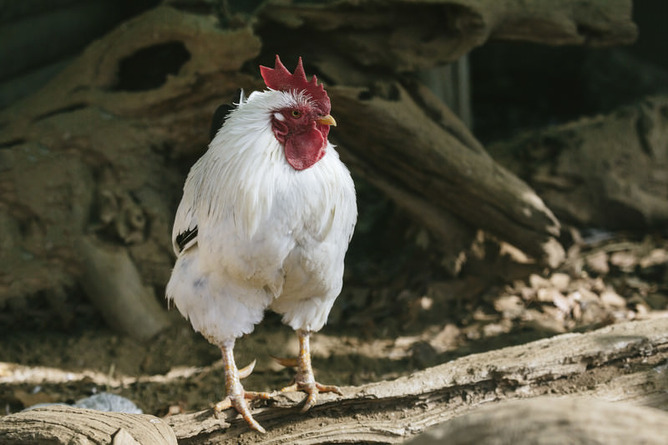 【画像】ワイ「ニワトリ飼ってるで！」お前ら「いつ食うの？」ワイ「(ｲﾗｯ)」