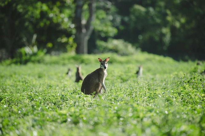 オーストラリアのトッモ「森にはどんな音でも真似てそれで獲物を釣る妖怪がいてな…」ワイ「はい嘘松」トッモ「それではこちらをご覧ください」