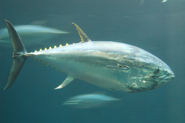 【画像】マグロ丼を頼んだ男性、酷すぎてブチギレてしまうｗｗｗｗｗｗ