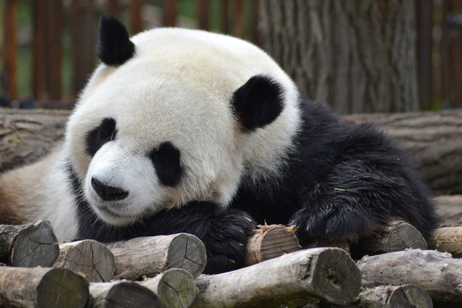 【画像】中国「パンダ返して」アメリカ「ほいよｗ」
