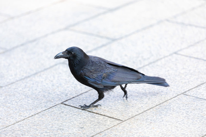 【画像】カラス避け、不気味すぎるｗｗｗｗｗｗｗ
