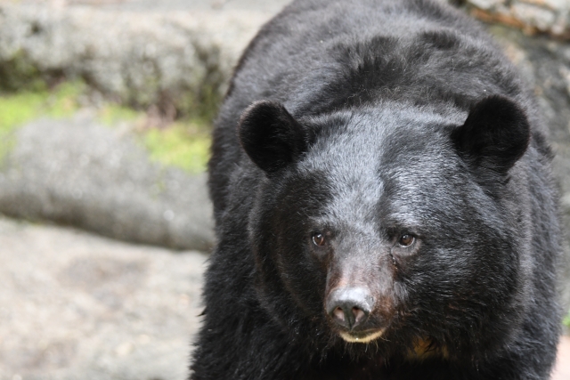【朗報】ツキノワグマさん「GPS付首輪」を獲得するｗｗｗｗｗｗｗ