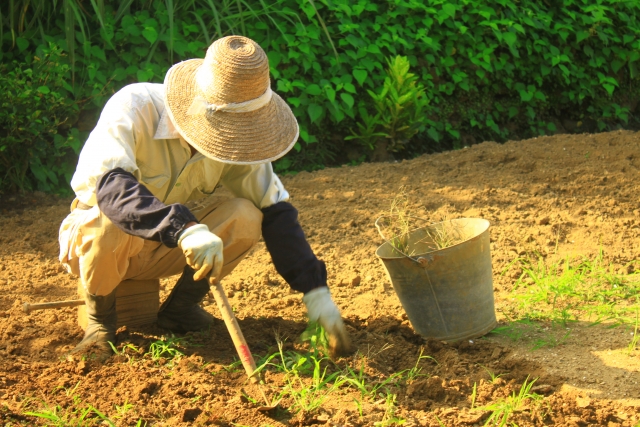 【悲報】鎌で草を刈ってた不審な老人、通報される