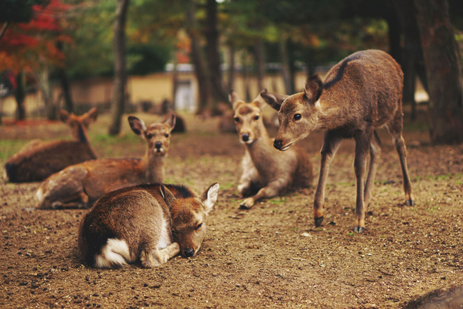 ばあちゃんのせいで奈良県への移住が失敗したんだが、これワイが悪いのか？