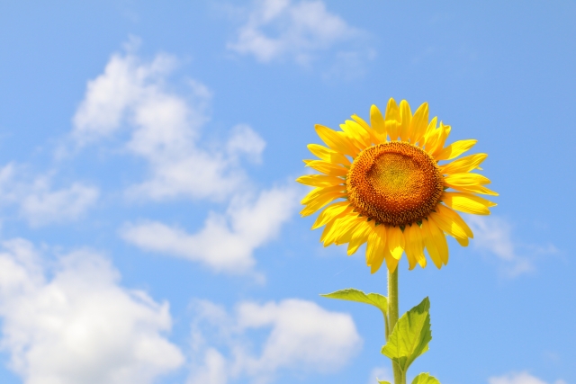 【悲報】来週　月35℃　火38℃　水37℃　木36℃　金35℃