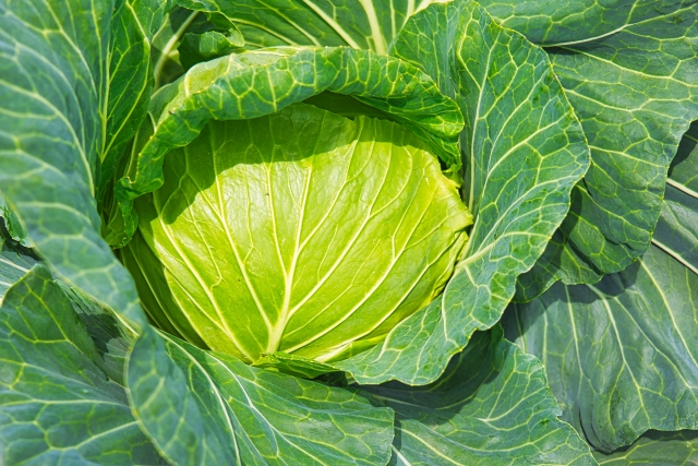 【画像】「JA」を介さずに野菜を売ろうとした農家の末路、ヤバ過ぎる