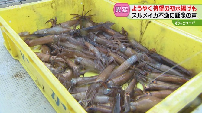 【画像】スルメイカ、日本から消える