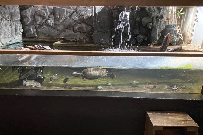 迷惑客が水槽におにぎりゲロ → 動物園長ブチギレでX投稿ｗｗｗｗｗｗｗ