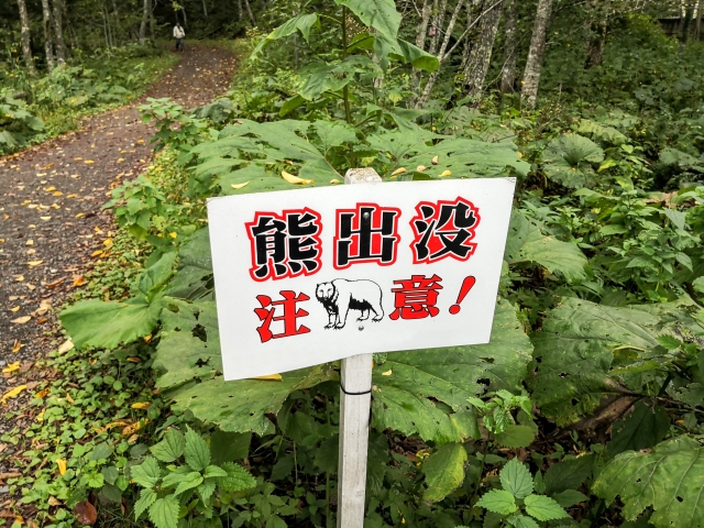 【悲報】クマに殺された新聞配達員、ヒヤリハットできてなかったことが判明