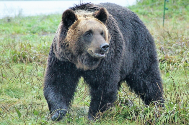 ヒグマが本州に渡ってこない理由ｗｗｗｗｗｗｗｗ