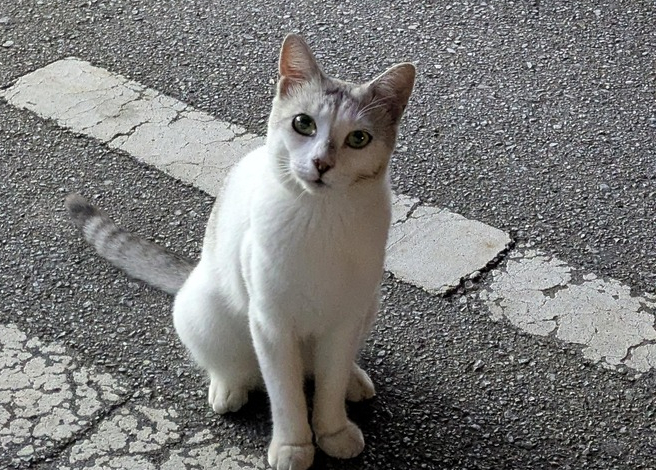 【画像あり】野良猫とさよならしてきた
