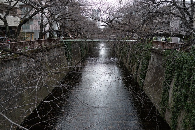 【速報】目黒川、氾濫危険情報ｗｗｗｗｗｗｗｗｗ