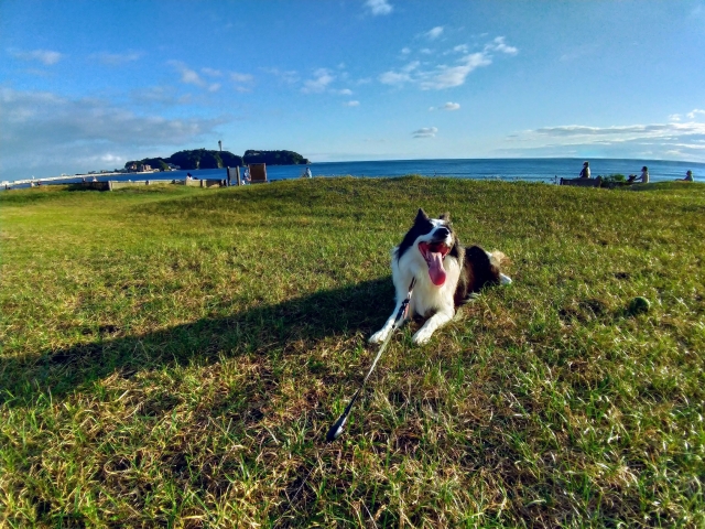 【悲報】我が家のバカ犬(4)をしつけ教室に預けようとした結果・・・