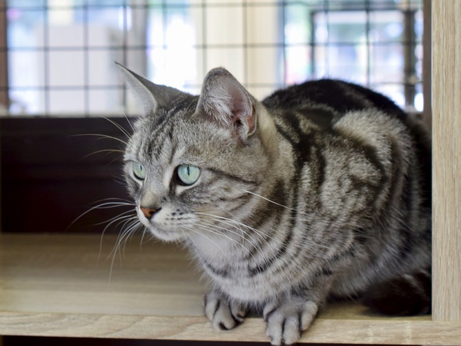 【画像】ねこのかわいい画像貼っていく
