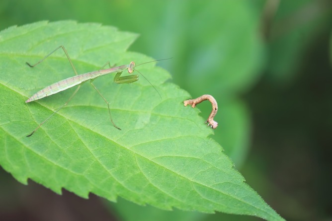 ハリガネムシ「水際まで来てほしい」カマキリ「はい…（洗脳）」