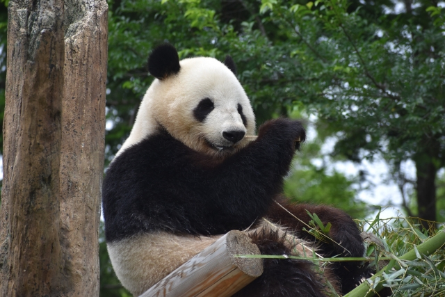 中国「じゃあもうパンダ貸してあげない😡」