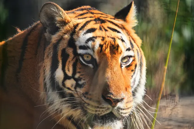 最強のヒグマにタイマンで勝てるベンガルトラカッコ、良すぎる