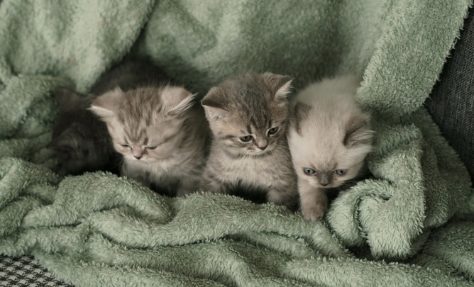 【画像】マッマのLINE「猫ちゃんお迎えしたから帰っておいで😏」ワイ「！！！」ｼｭﾊﾞﾊﾞﾊﾞﾊﾞ(光速で実家に帰る音)