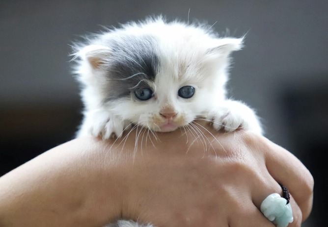 【悲報】まんさん、譲渡してもらった猫を逃してしまい貰った相手にブチギレられる