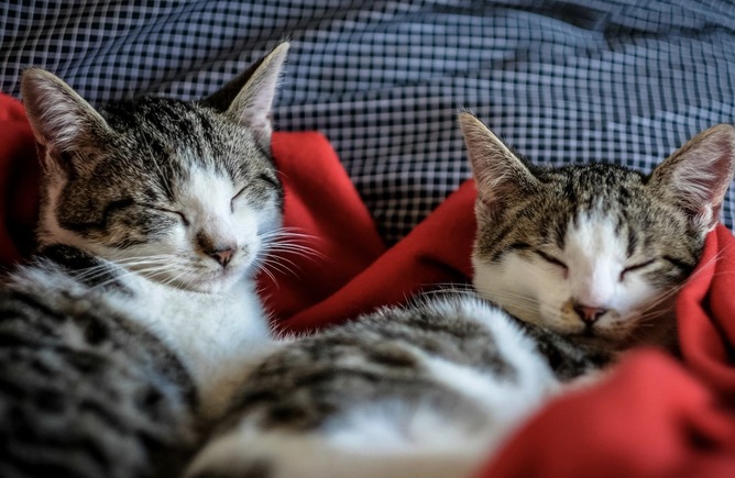 【画像】捕まえた野良猫、家に出たネズミを取り逃がす……