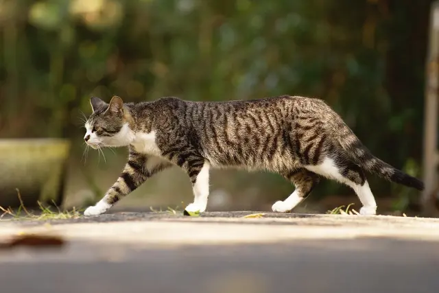 猫「400,000円です、なつきません、我儘です、家を破壊します」ハム「1,000円です、なつきます、ケージ内で生活圏が完結します」