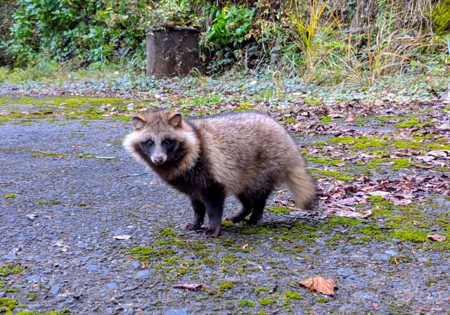 【速報】たぬき、なんG民より高位の存在だった事が判明