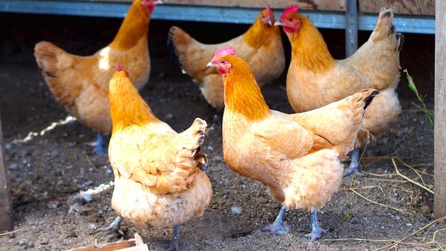 【驚愕】人類、ニワトリが存在してなかったら栄えていなかった事が判明