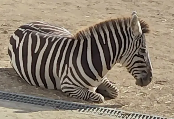 【画像】浜松市動物園「白と黒の動物ならウチにもいますよ😤」→謝罪へ…