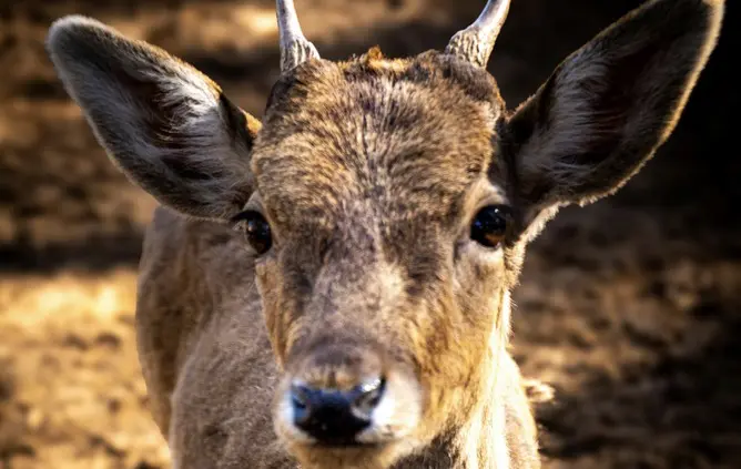 【速報】奈良の鹿、県境を越えて大阪へ大移動か