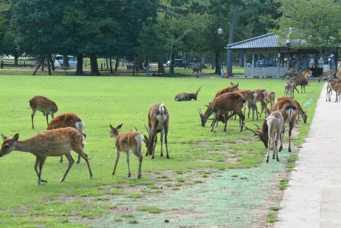 【悲報】奈良公園から出たシカ🦌さん、天然記念物から害獣へと格下げされる