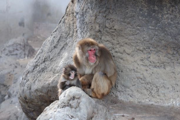 【動画】弱者小猿、学生時代のなんG民みたいで泣ける