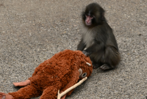 【画像】今パンチ君で話題の市川市動植物園に来たｗｗｗｗｗｗｗ