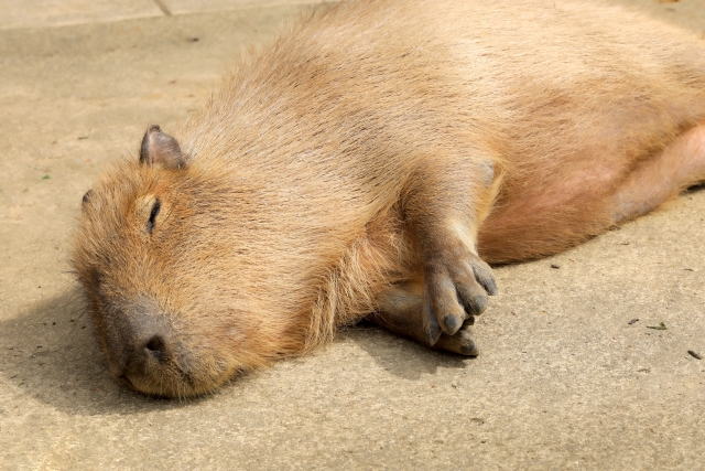【画像】いい天気だから動物園に行ったったｗｗｗｗｗｗｗｗ