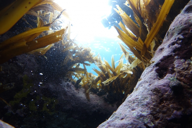 昆布が海の中で出汁が出ない驚愕の理由ｗｗｗｗｗｗｗｗｗｗ