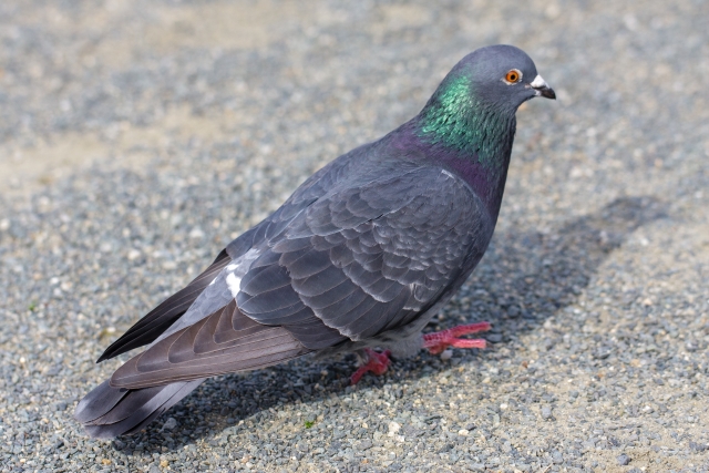 昭和生まれってスマホない時代どう連絡取ってたの？