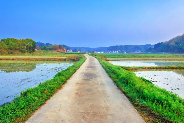 年1くらいで必ず通る田舎道に道路から柴犬がいる庭が見える家があった