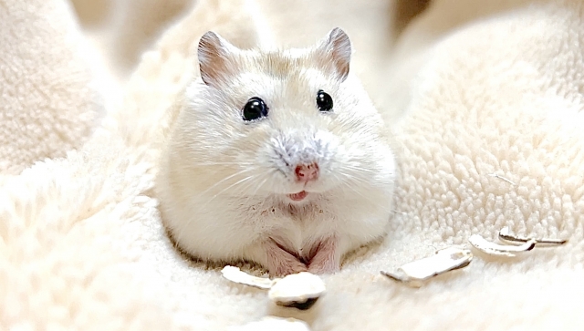 【画像】女にモテるかわいい系男子がこちらｗｗｗｗｗｗｗｗｗｗ