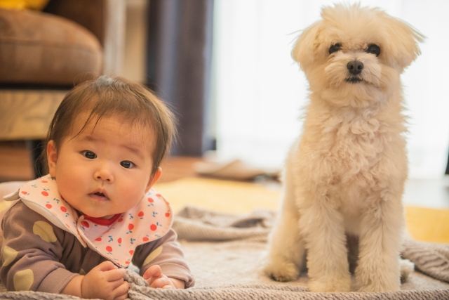 犬が人間の赤ちゃんに優しくする動画ｗｗｗｗｗｗｗｗｗ