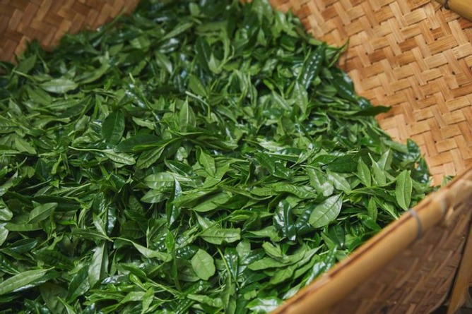 モンエナ「500mlでカフェイン200mgです」玉露「500gでカフェイン17500mgです」