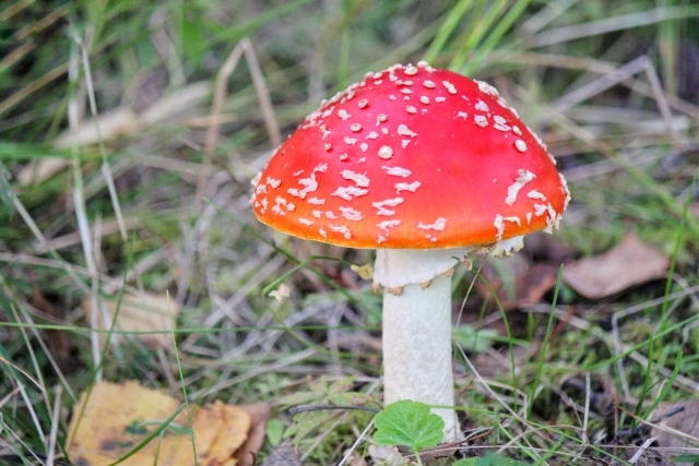 この世で最も強力な毒って何なの？