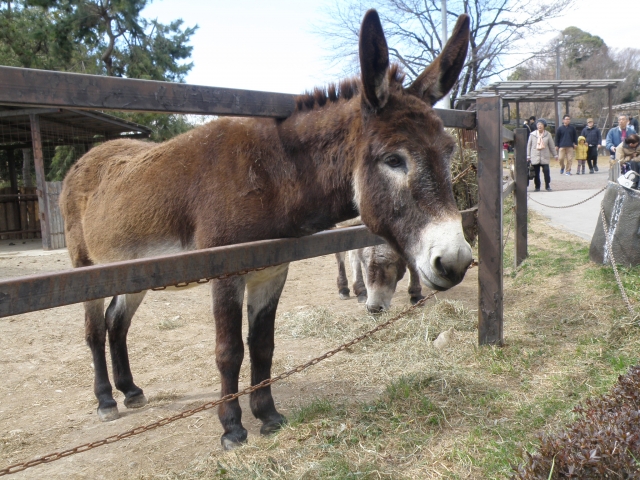 【画像】お馬さん見に来たｗｗｗｗｗｗｗｗｗｗｗｗｗ